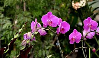 西安3511花卉市场营业时间 西安花卉市场